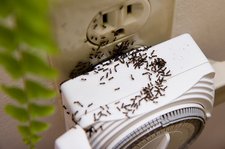 ants in socket wally hartshorn
