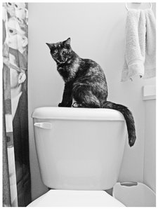 cat on toilet by carolesther