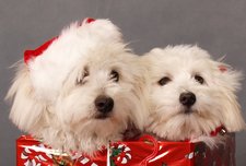 Cute Dog Christmas Card