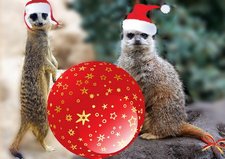 Funny Christmas card with meerkats
