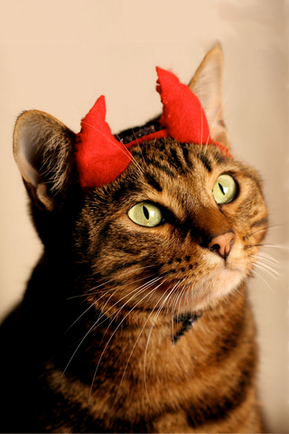 wallpaper cute cat. Cute Devilish Cat