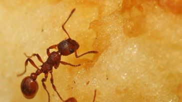 ants on sugar