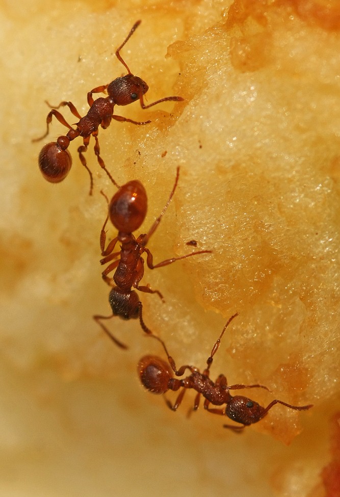 photo of ants on sugar