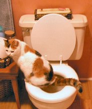 Cat using toilet