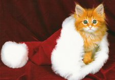 Cute cat christmas card