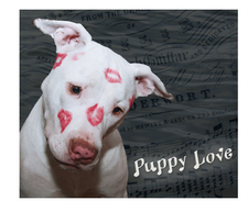 Puppy love valentines Card